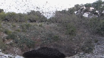 Video: Bats